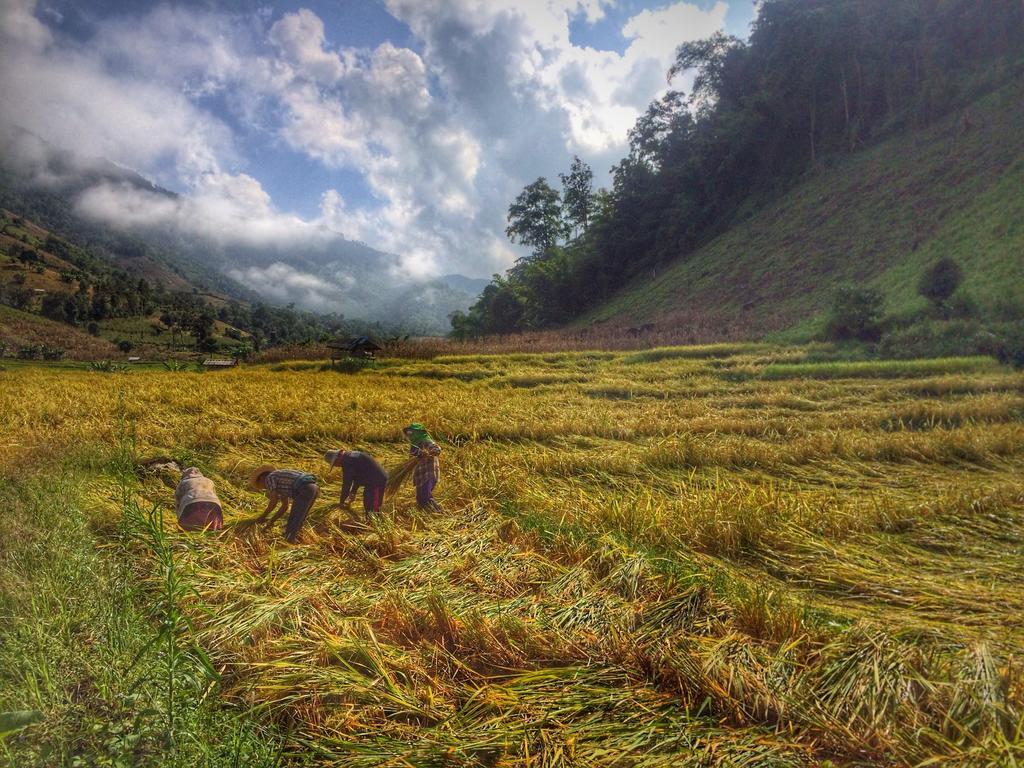 Kowitfarmstay Ban Mae Pan Noi Ngoại thất bức ảnh