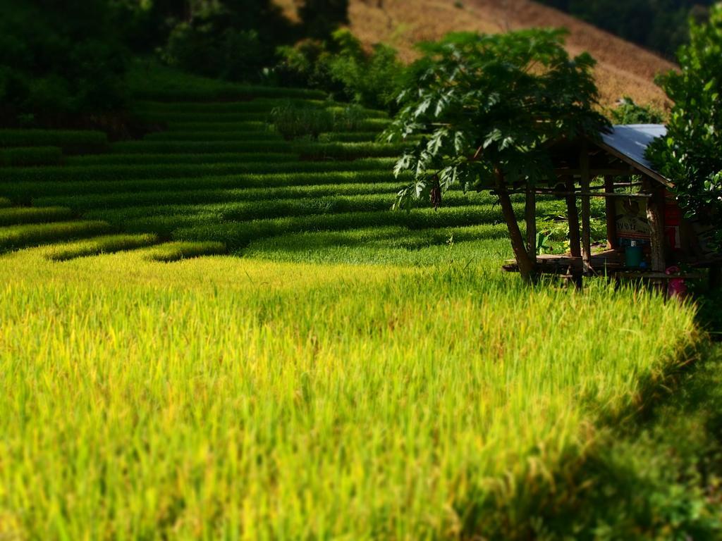 Kowitfarmstay Ban Mae Pan Noi Ngoại thất bức ảnh